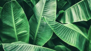 Banana Leaves