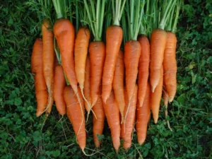 English Carrot