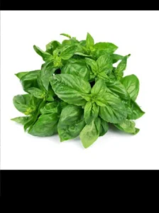 Basil