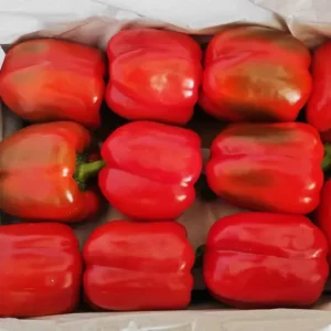 Capsicum (Red)
