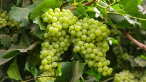 Grapes (Green)