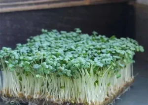 Micro Greens  (50 gm pkt)