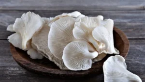 Oyster Mushroom  (Fresh) (Indian)