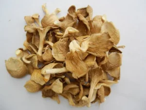 Oyster Mushroom  (Dried) (Indian)