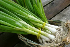 Spring Onion