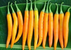 Thai Yellow Chilli (long) (Imported)