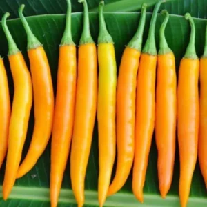 Thai Yellow Chilli (long) (Imported)