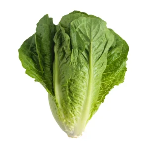 Romaine (lettuce) (Per KG)
