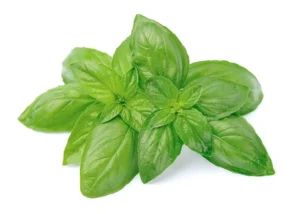 Basil (Per kg)