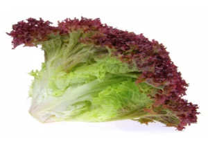 Lolo Rosso  (Red lettuce) (Per KG)