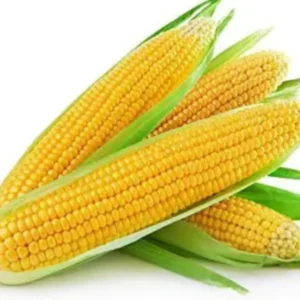 Sweet Corn (Bhutta) (Per KG)