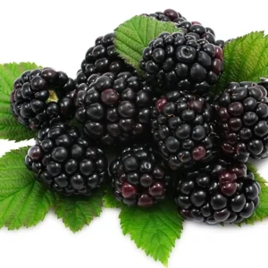 Blackberry (Fruits) (Imported)(125 gm pkt)