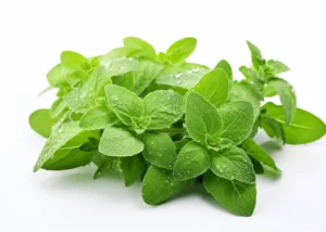 Oregano (Per KG)